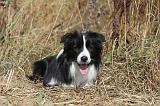 BORDER COLLIE 043